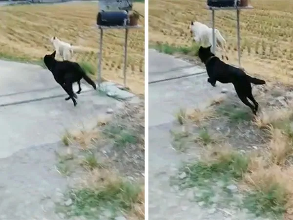 外泌體治療。(圖/慈愛動物醫院提供)