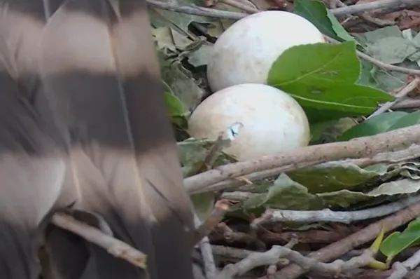 250505大安鳳頭蒼鷹破殼。(圖/翻攝自Youtube@RRGT)