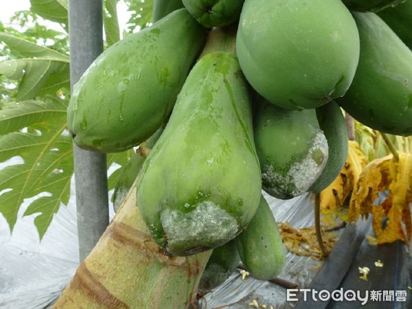 ▲水稻白葉枯病 。(圖/高雄農改場提供)