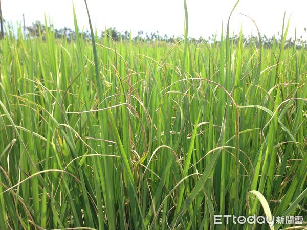 ▲水稻白葉枯病 。(圖/高雄農改場提供)