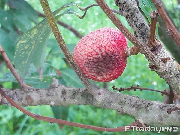 ▲水稻白葉枯病 。(圖/高雄農改場提供)