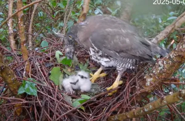 大安區鳳頭蒼鷹小花媽媽育雛。(圖/翻攝自Youtube@RRGT)