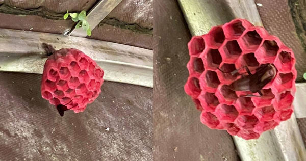 一名網友在Facebook社團「路上觀察學院」上發文,指出他日前無意間看見一個「紅色的蜂巢」。(圖/FB/路上觀察學院)