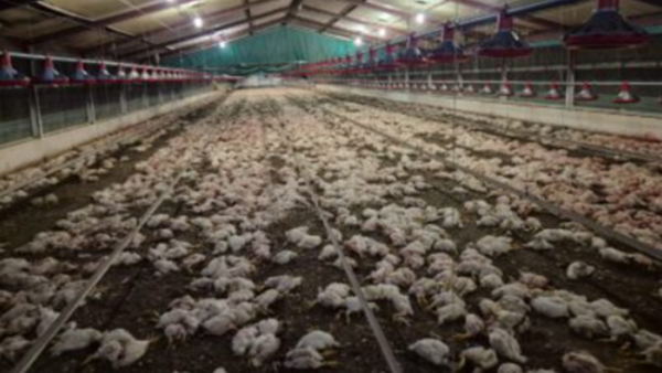 ▲▼沒錢買飼料!牧場雞群被餓到「同類殘食」 逾35隻人道毀滅。(圖/翻攝nspca.co.za)