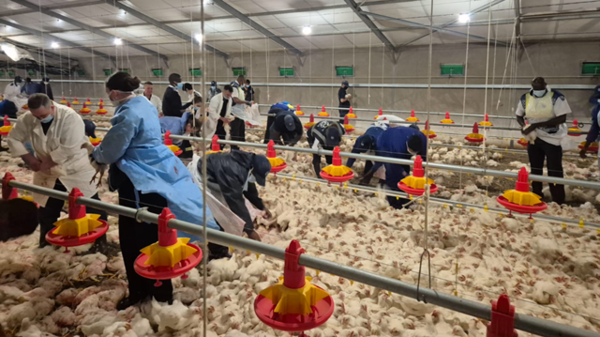 ▲▼沒錢買飼料!牧場雞群被餓到「同類殘食」 逾35隻人道毀滅。(圖/翻攝nspca.co.za)