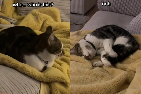 開門取外送「隨餐附贈陌生貓咪」!? 女傻眼:我沒點貓啊。(圖/翻攝自TikTok/indipine)