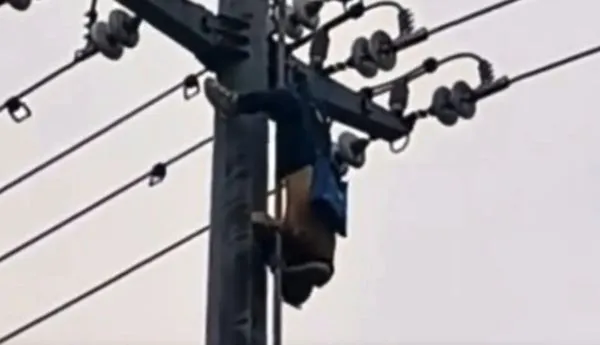 ▲▼爬電線竿偷鳥窩 陸男觸電昏迷倒掛半空中。(圖/翻攝微博)