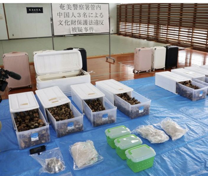 ▲中國人違法抓3000隻寄居蟹,遭日本警方逮捕。(圖/翻攝X)