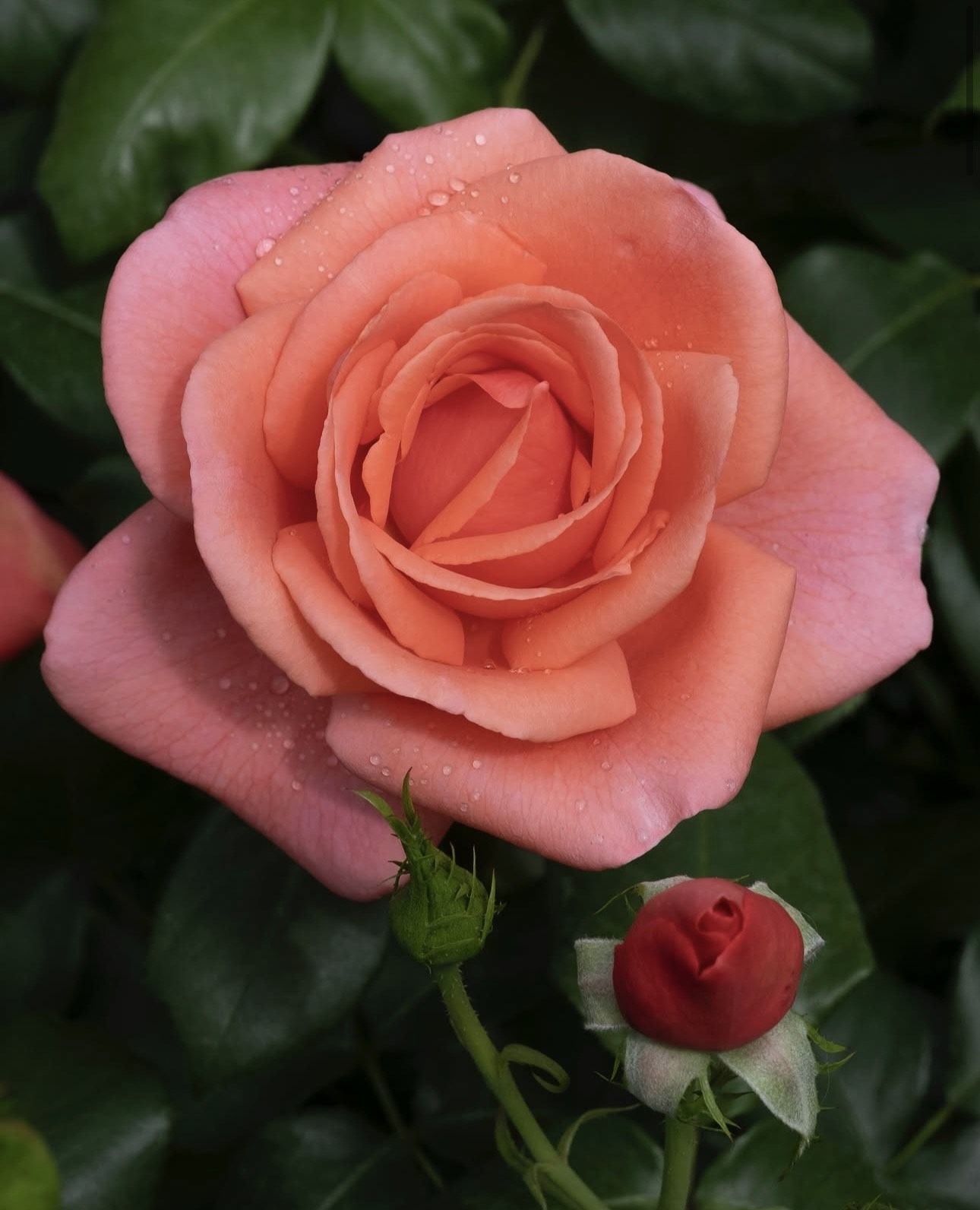 ▲▼ 凱特王妃 。(圖/翻攝IG)