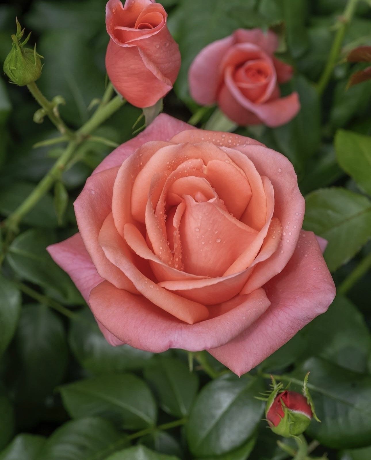 ▲▼ 凱特王妃 。(圖/翻攝IG)