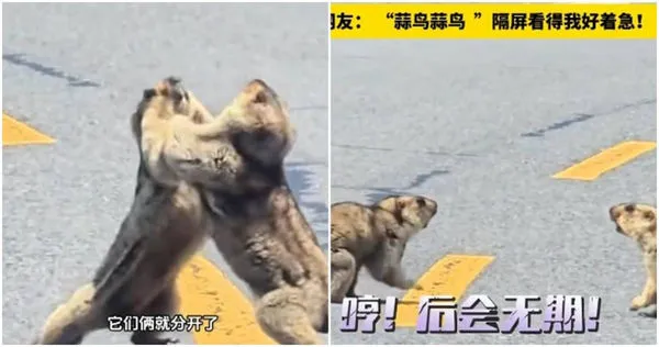 土撥鼠在路上打架。(圖/翻攝微博)