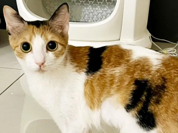 花花使用再生醫學恢復活力。(圖/慈愛動物醫院提供)