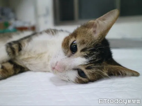 ▲新店虎斑浪貓車禍險喪命! 術後恢復良好已被收編:黏人愛撒嬌(圖/新北市政府動物保護防疫處提供,請勿隨意翻拍,以免侵權。)