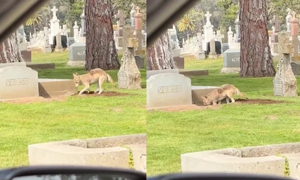 女幫媽掃墓拍到「郊狼詭異挖墳」畫面 驚嚇:肚子餓了嗎。(圖/翻攝自Reddit)