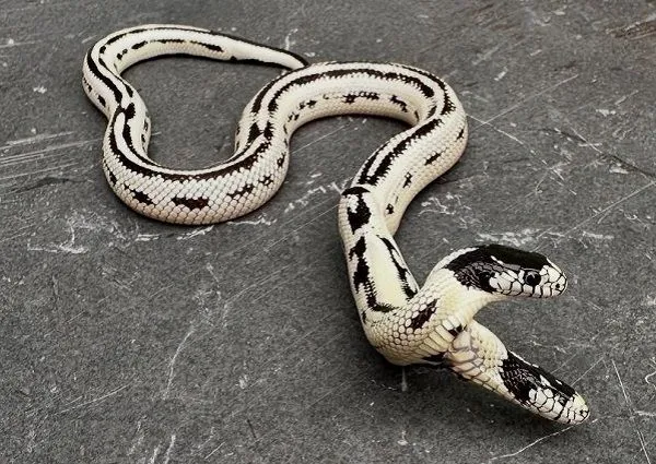 ▲美國寵物店孵出「黑白雙頭蛇」 機率10萬分之一堪稱奇蹟。(圖/翻攝自Instagram/@theeastbayvivarium)