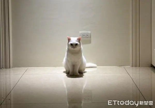 ▲鏟屎官太晚回家 開門見「毛茸大Boss」堵路滿臉殺氣。(圖/Threads@zhangkaiwen提供,請勿隨意翻拍,以免侵權。)