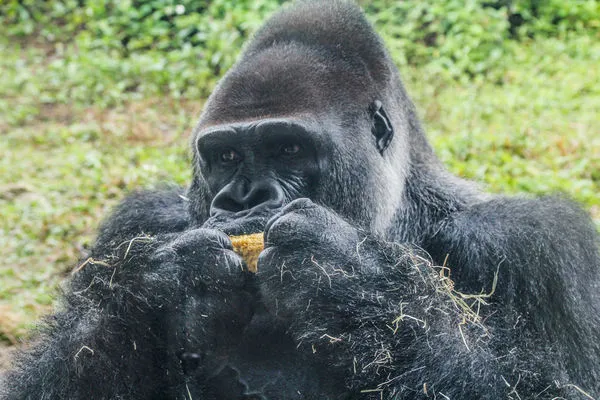 金剛猩猩寶寶。(圖/台北市立動物園提供)
