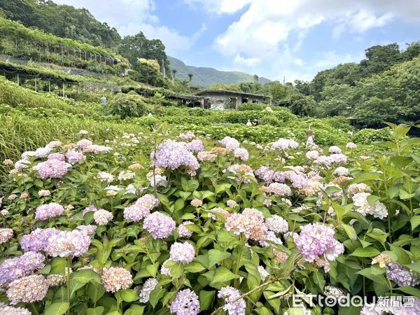 ▲陽明山竹子湖「曹家花田香」繡球花。(圖/記者彭懷玉攝)