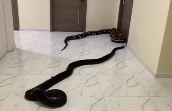 ▲▼ 。(圖/翻攝自臉書)