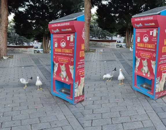 海鷗。(圖/翻攝自IG@dayahzkaktuteto)