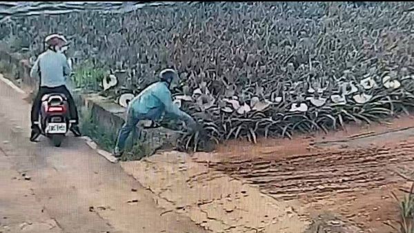 ▲芬園鄉1處鳳梨園遭男女偷走6顆金鑽鳳梨。(圖/果農提供)