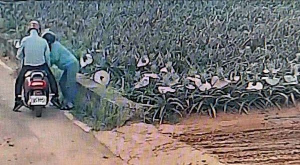 ▲芬園鄉1處鳳梨園遭男女偷走6顆金鑽鳳梨。(圖/果農提供)