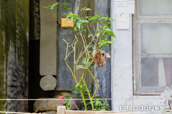 ▲▼ 阿里山樂野皇蛾 。(圖/記者翁伊森翻攝)
