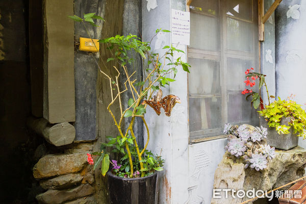 ▲▼ 阿里山樂野皇蛾 。(圖/記者翁伊森翻攝)