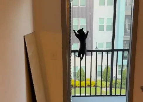 ▲。(圖/翻攝自Instagram/@cesar_and_ana)