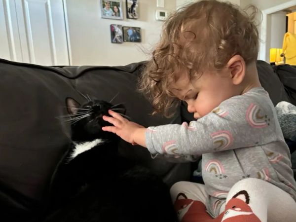 ▲外國視障寶寶擁有最親密的「導盲貓」 形影不離:我會陪著你長大。(圖/翻攝自the dodo/Alexis Wiggins)