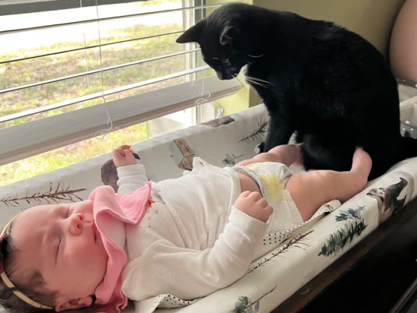 ▲外國視障寶寶擁有最親密的「導盲貓」 形影不離:我會陪著你長大。(圖/翻攝自the dodo/Alexis Wiggins)