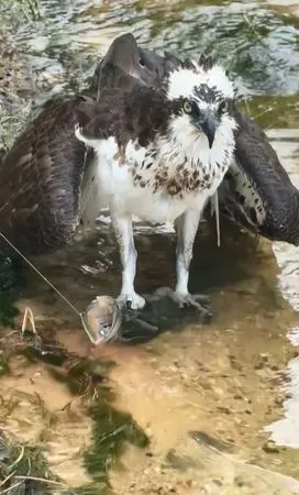 ▲。(圖/翻攝自TikTok/@mullyboyz)