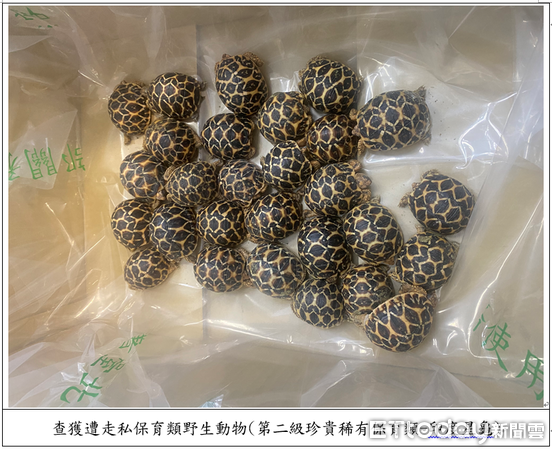 ▲▼ 對保育動物下藥、膠帶綑綁活體妄圖闖關入境檢警、主管機關共同聯手,一舉破獲走私犯罪集團 。(圖/記者張君豪翻攝)