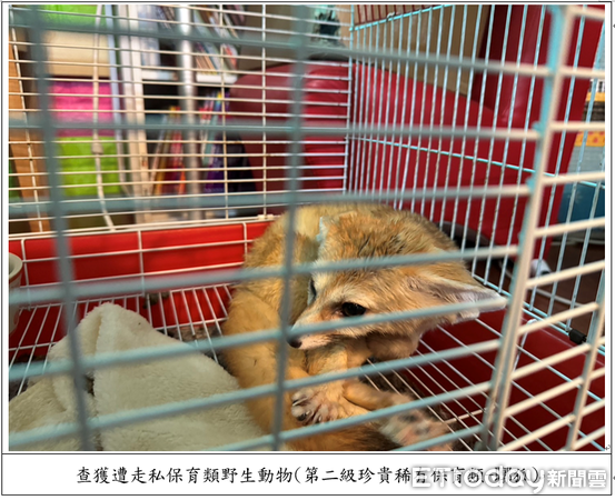 ▲▼ 對保育動物下藥、膠帶綑綁活體妄圖闖關入境檢警、主管機關共同聯手,一舉破獲走私犯罪集團 。(圖/記者張君豪翻攝)