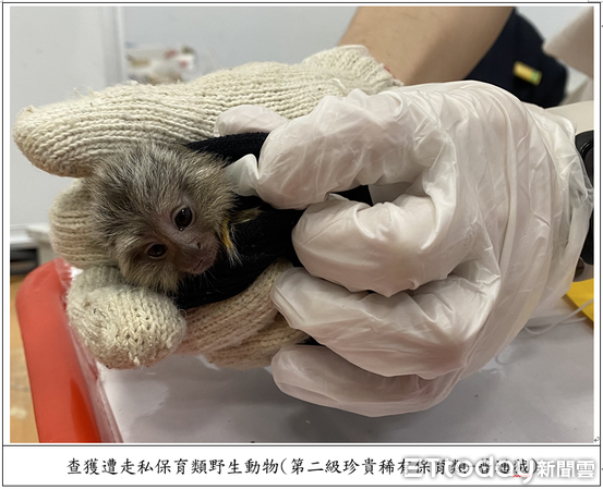 ▲▼ 對保育動物下藥、膠帶綑綁活體妄圖闖關入境檢警、主管機關共同聯手,一舉破獲走私犯罪集團 。(圖/記者張君豪翻攝)
