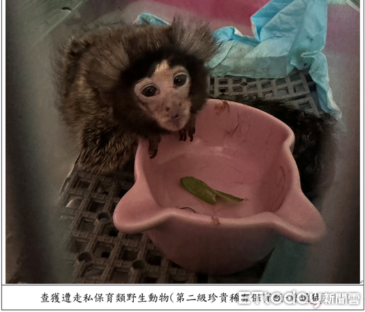 ▲▼ 對保育動物下藥、膠帶綑綁活體妄圖闖關入境檢警、主管機關共同聯手,一舉破獲走私犯罪集團 。(圖/記者張君豪翻攝)
