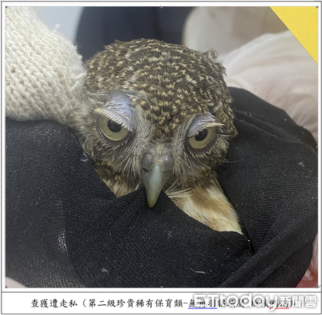 ▲▼ 對保育動物下藥、膠帶綑綁活體妄圖闖關入境檢警、主管機關共同聯手,一舉破獲走私犯罪集團 。(圖/記者張君豪翻攝)