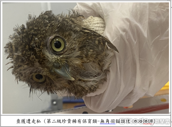 ▲▼ 對保育動物下藥、膠帶綑綁活體妄圖闖關入境檢警、主管機關共同聯手,一舉破獲走私犯罪集團 。(圖/記者張君豪翻攝)