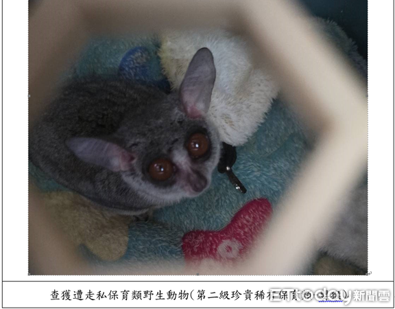 ▲▼ 對保育動物下藥、膠帶綑綁活體妄圖闖關入境檢警、主管機關共同聯手,一舉破獲走私犯罪集團 。(圖/記者張君豪翻攝)