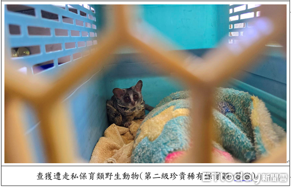 ▲▼ 對保育動物下藥、膠帶綑綁活體妄圖闖關入境檢警、主管機關共同聯手,一舉破獲走私犯罪集團 。(圖/記者張君豪翻攝)