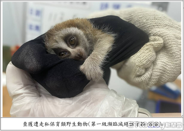 ▲▼ 對保育動物下藥、膠帶綑綁活體妄圖闖關入境檢警、主管機關共同聯手,一舉破獲走私犯罪集團 。(圖/記者張君豪翻攝)