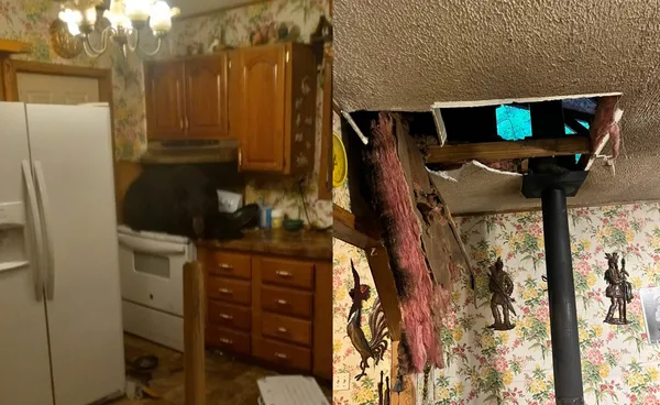 凌晨5時天花板突然破洞 屋主目睹「天降巨型黑熊」坐爐台嚇。(圖/翻攝自Kentucky Fish and Wildlife Law Enforcement)