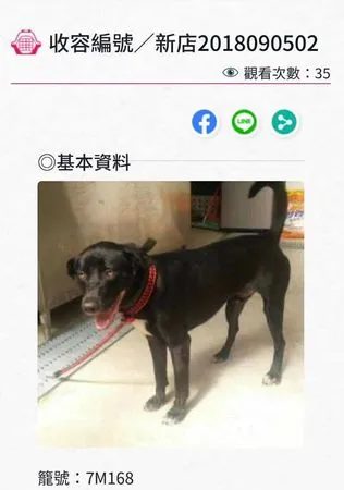 米克斯等家7年找到家(圖/新北市動保處提供)