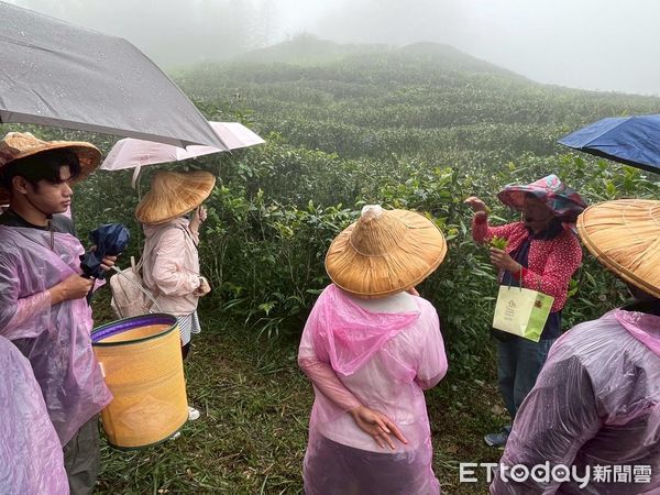 ▲國際生體驗「2025竹山國際茶道節」小旅行。(圖/竹山鎮公所提供)