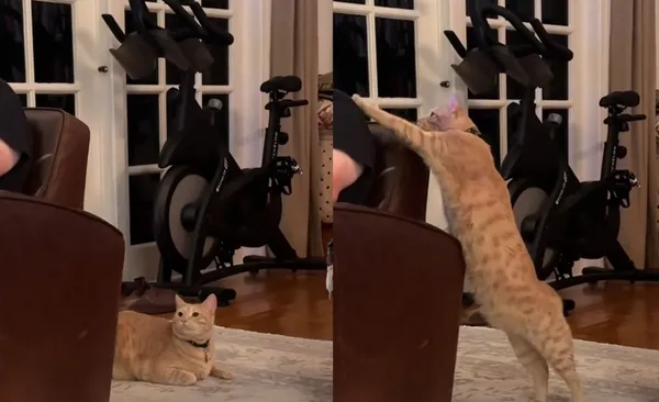 害羞橘貓肚子餓不敢喵喵叫 「伸禮貌手」拍拍主人:給我飯飯。(圖/翻攝自TikTok/sanvicenteblvd)