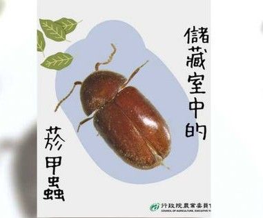 ▲▼居家最長見的6大怪蟲,「菸甲蟲」是廚房隱形大胃王。(圖/翻攝農業部網站)