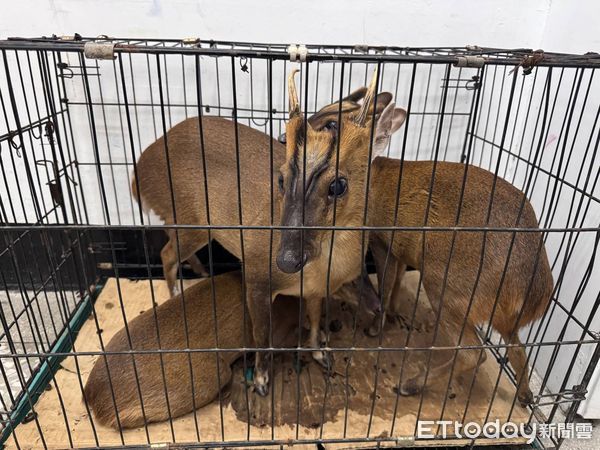▲恆春警分局查獲張姓男子3人涉嫌獵捕梅花鹿 。(圖/記者陳崑福翻攝)