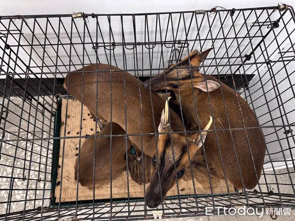 ▲恆春警分局查獲張姓男子3人涉嫌獵捕梅花鹿 。(圖/記者陳崑福翻攝)