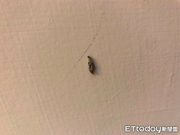 ▲▼衣蛾是居家最長見6大怪蟲之一,。(圖/記者許凱彰攝)