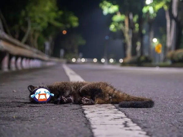 ▲玉管處小編目睹白鼻心路殺瞬間 慟籲:開山路時減速慢行。(圖/翻攝自玉山國家公園臉書)